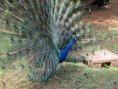/album/emerson-panaro/img-1066-jpg/