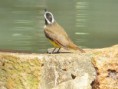 /album/emerson-panaro/img-1088-jpg/